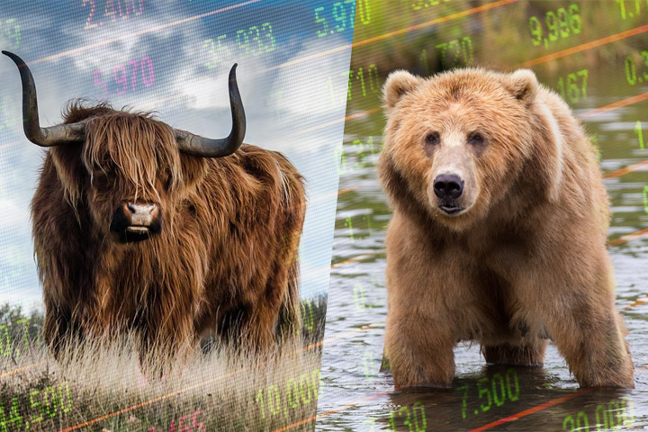 Bear Bull